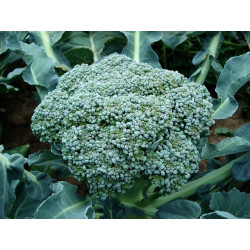 Chou Brocoli Calabrese 