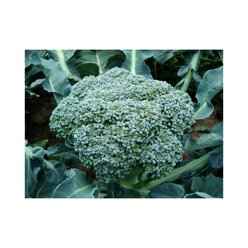 Chou Brocoli Calabrese 