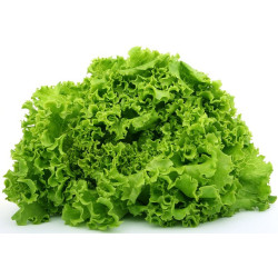 Laitue Frisée Gentilina 