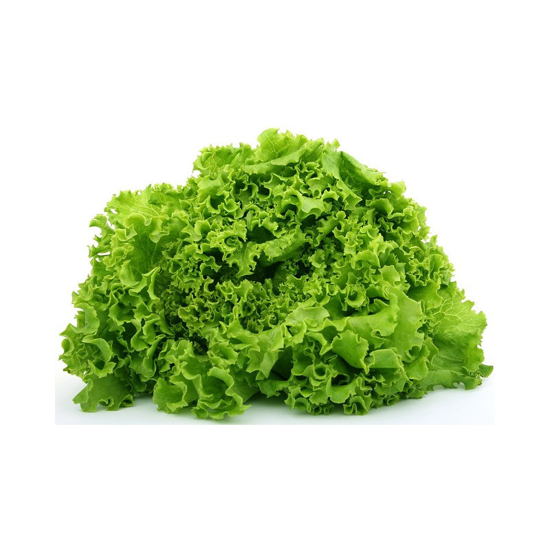 Laitue Frisée Gentilina 