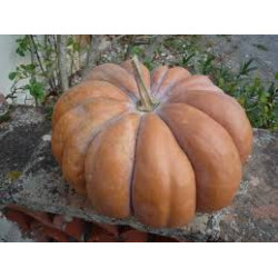 Courge musquee de provence 