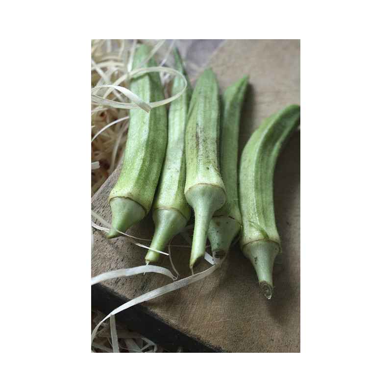 Gombo Okra 