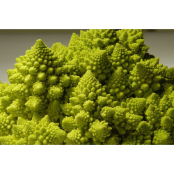 Chou Romanesco 